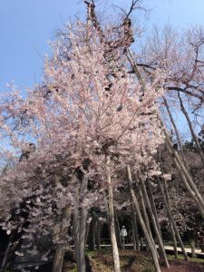 樹齢1200年の長井市伊佐沢の久保桜