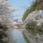 4月の置賜　米沢市　上杉公園の桜と赤い橋