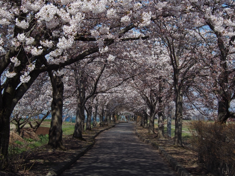 JR高畠駅から続く約6kmの道は地方電鉄の跡　桜並木