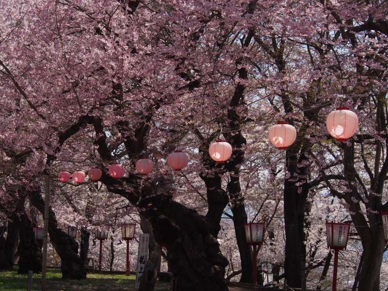 烏帽子山　桜