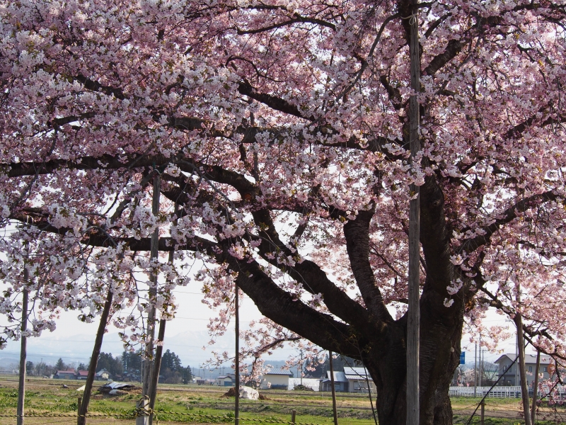 龍蔵桜