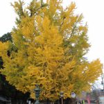 11月　熊野神社の大イチョウ〜黄金の風〜