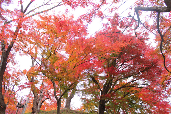 南陽の烏帽子山公園の紅葉